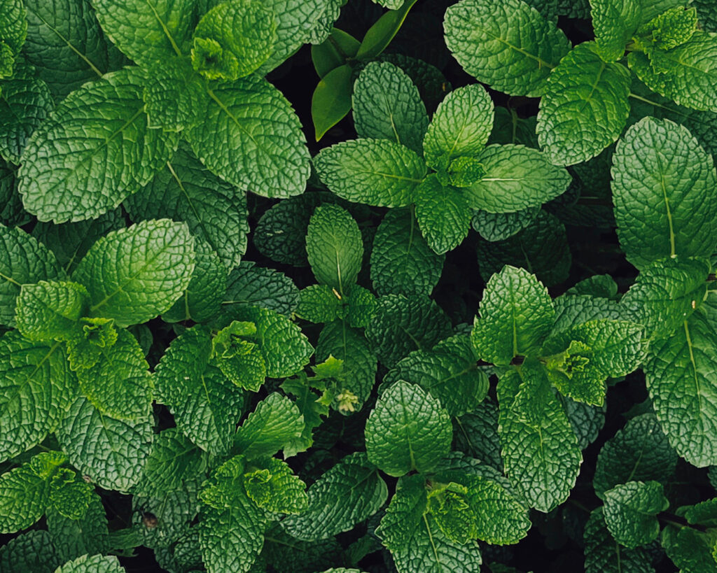 Menta