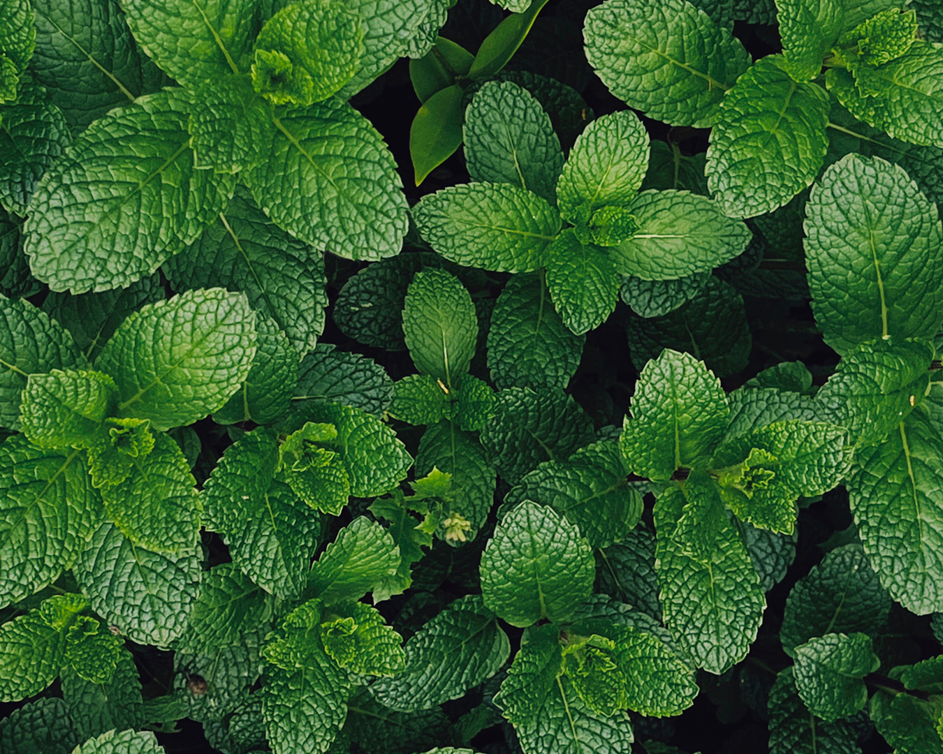 Menta
